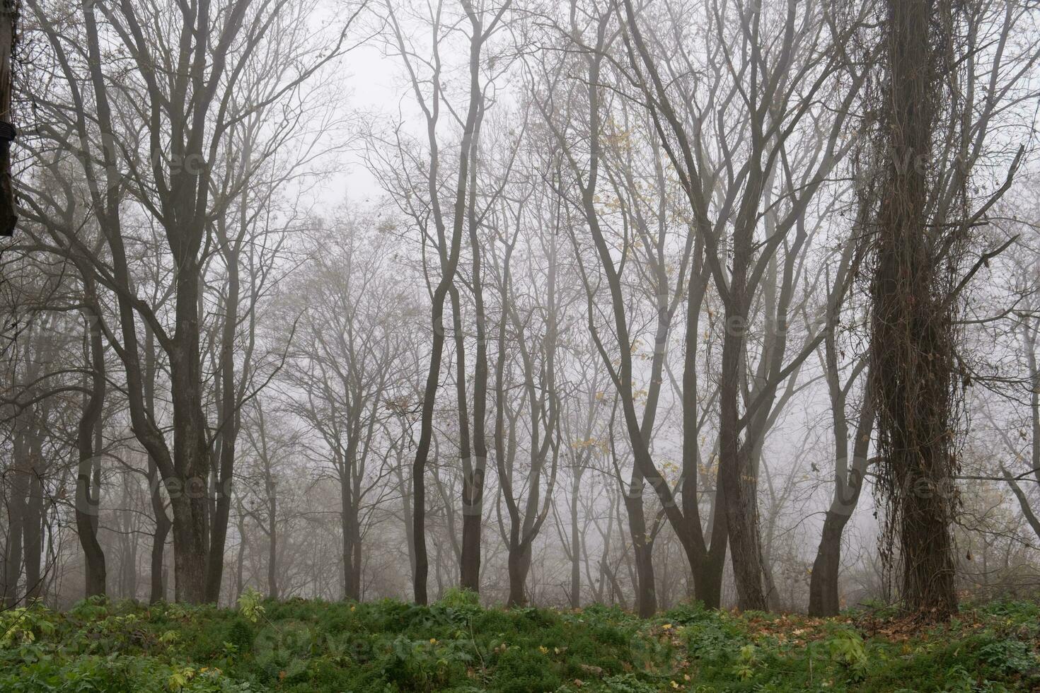 Bare tree branches in a foggy autumn park photo