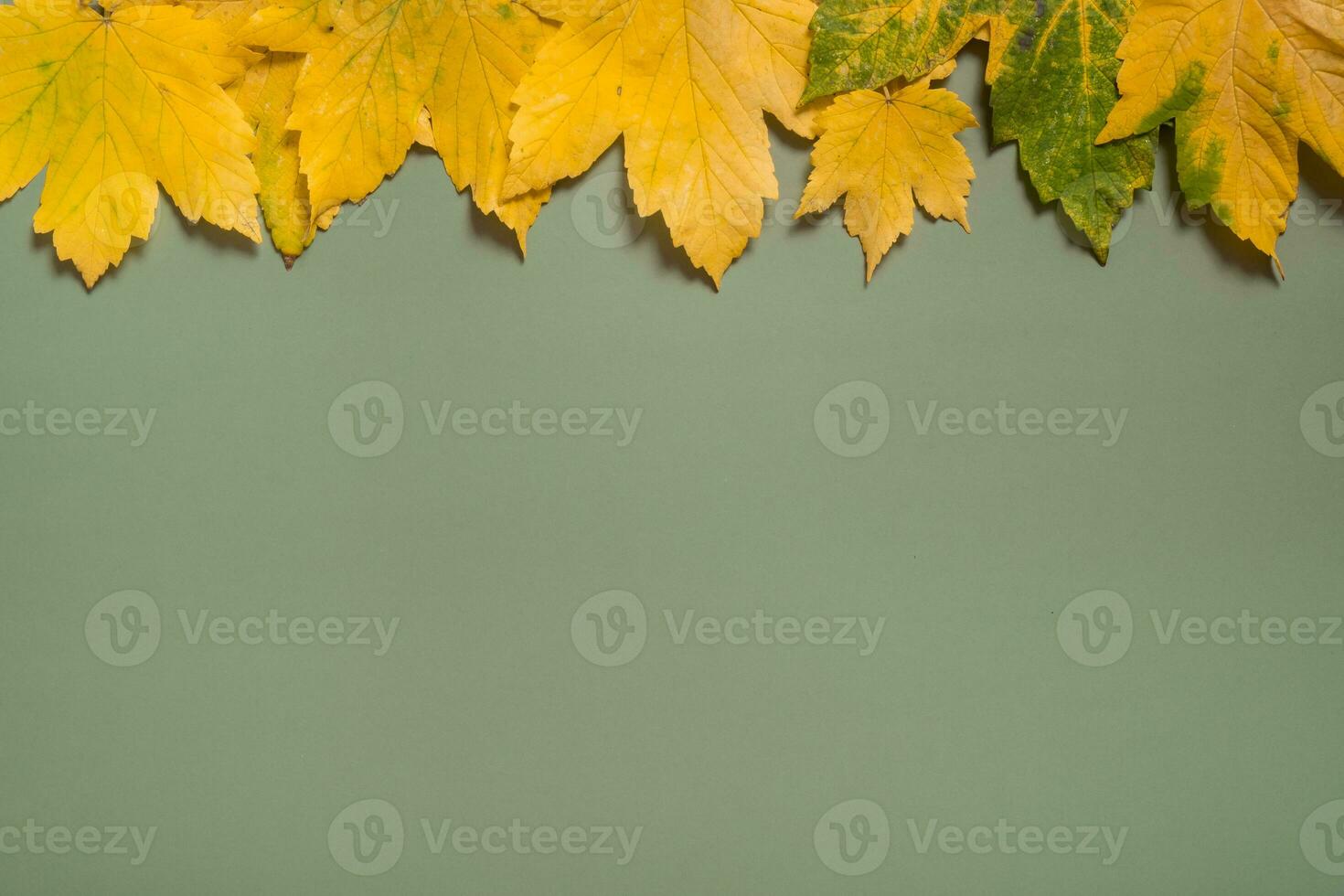 Autumn fallen yellow-green leaves on a green background flat lay with copy space photo