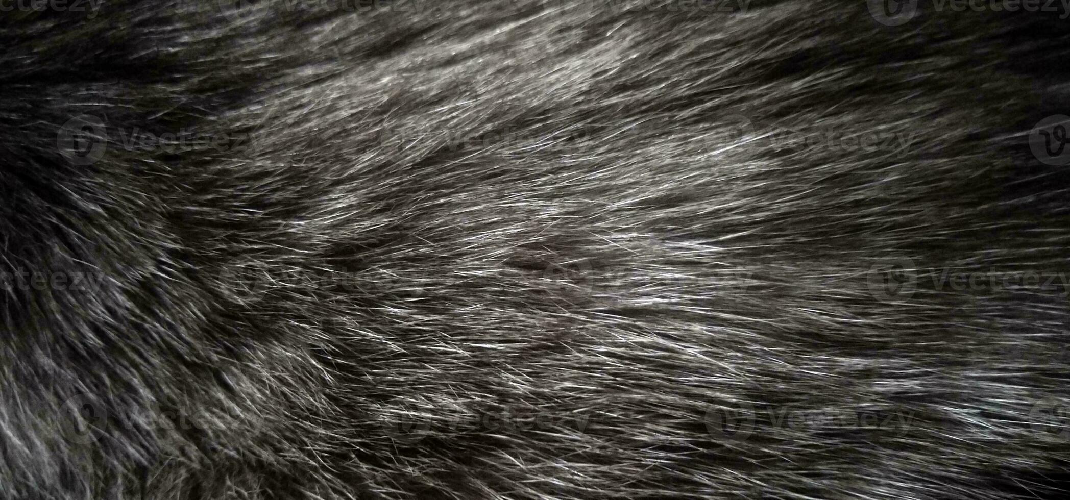 Fur texture. Siamese cat hair closeup. photo