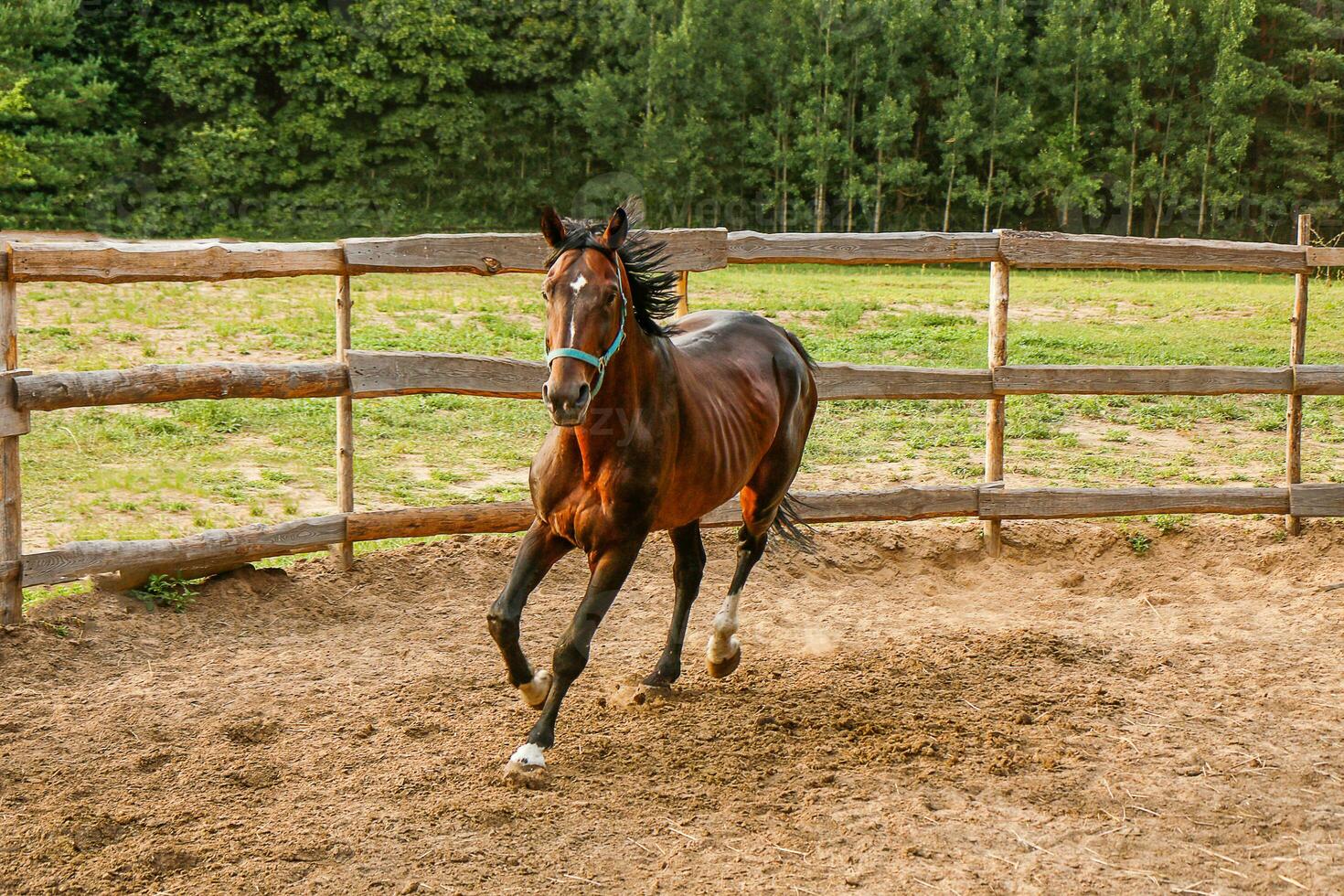 beautiful thoroughbred stallion trotting in a fenced paddock photo