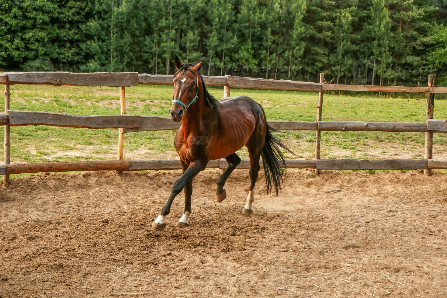 beautiful thoroughbred stallion trotting in a fenced paddock photo