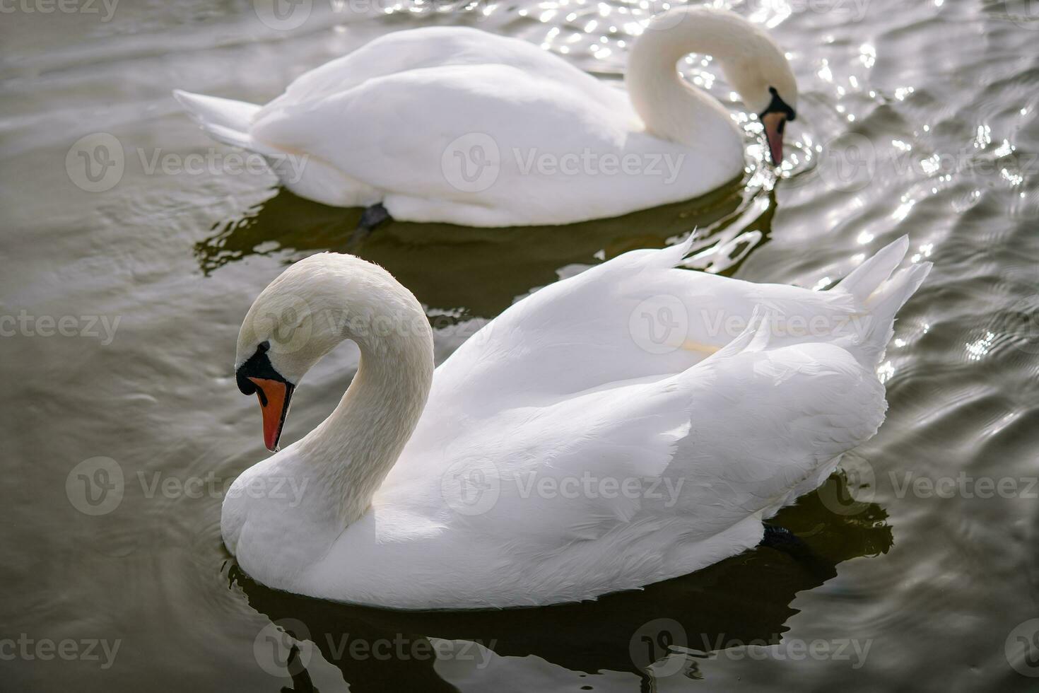 Couple of beautiful white swans in lake photo