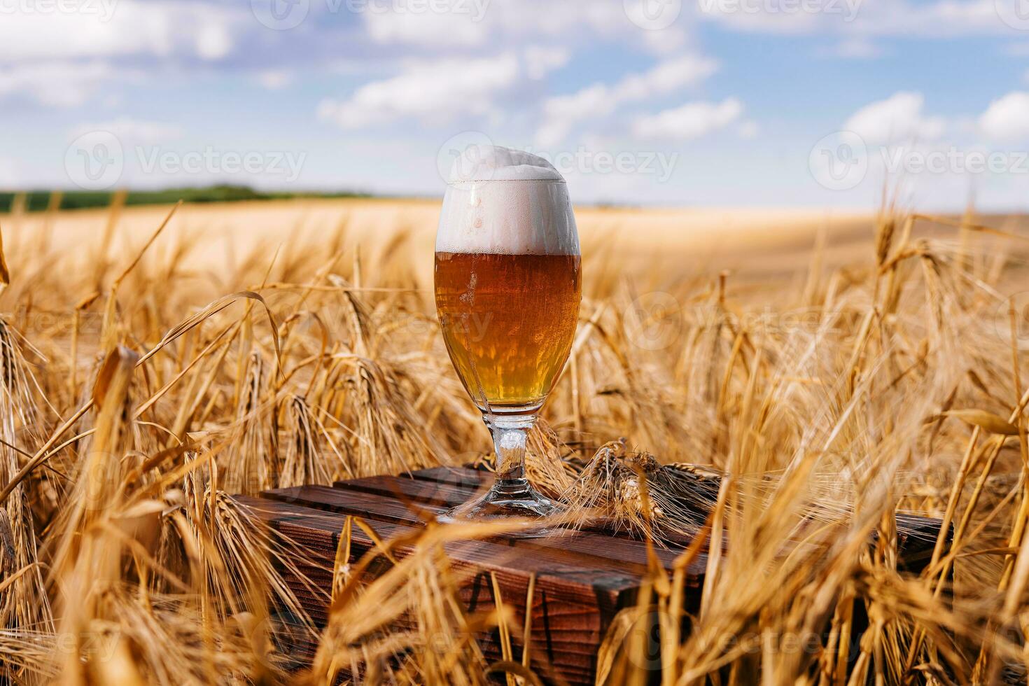 a glass of beer in a wheat field photo