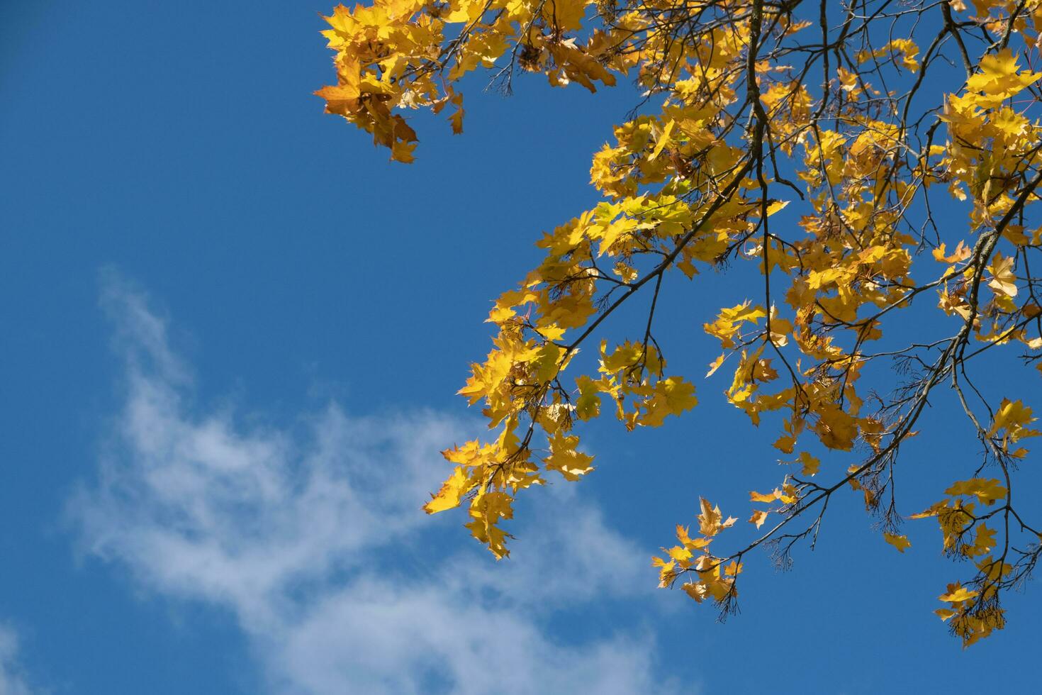 Orange yellow autumn leaves on sky background. Fall season, october, november aesthetic photo