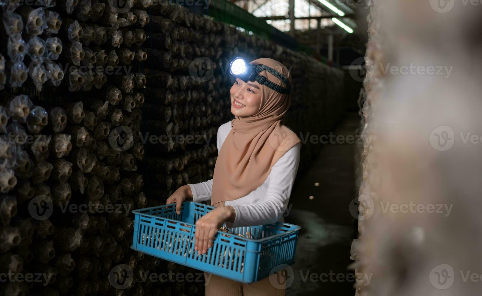Portrait of a young asian muslim woman working at a mushroom factory, Picking mature of mushrooms in mushroom house. photo