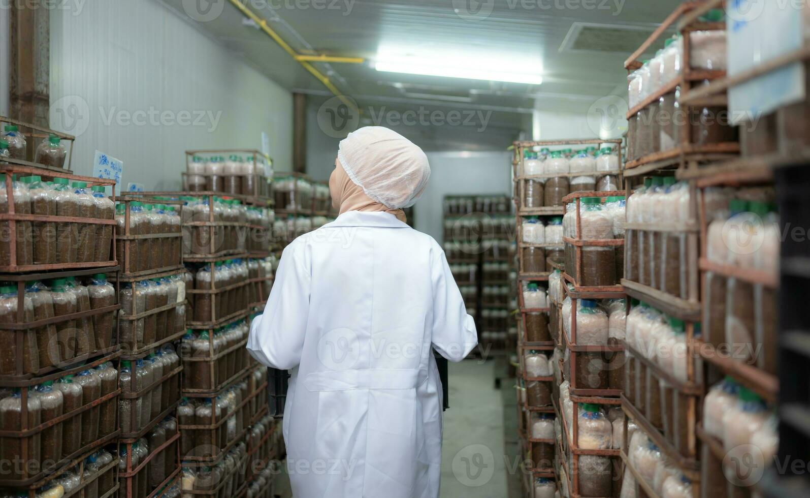 Portrait of a female scientist carrying a box with mushroom lumps in a sterile and temperature-controlled room photo
