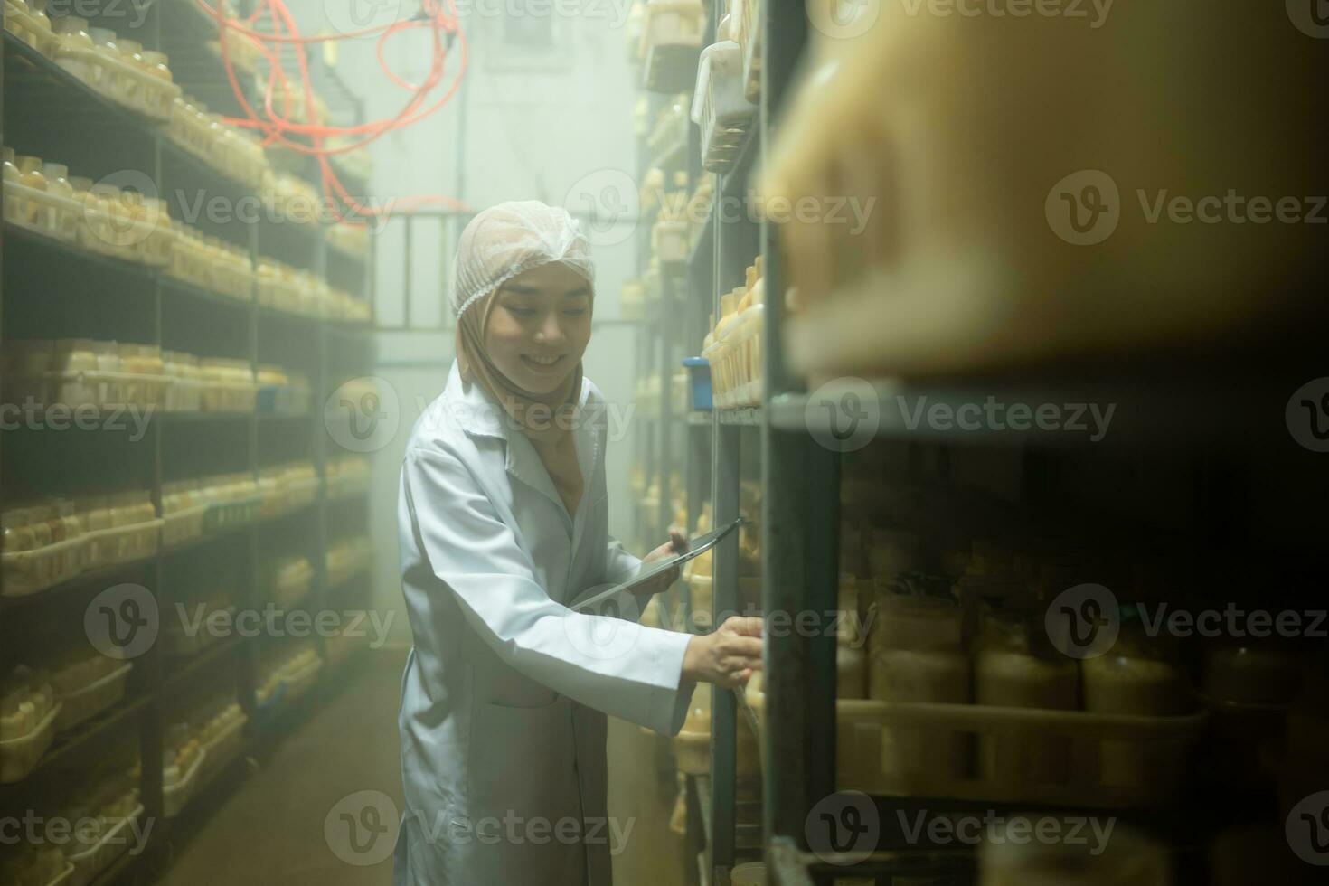 Young asian muslim female scientist doing research at a mushroom factory, examining mushroom leavening agent in a sterile and temperature-controlled room. photo