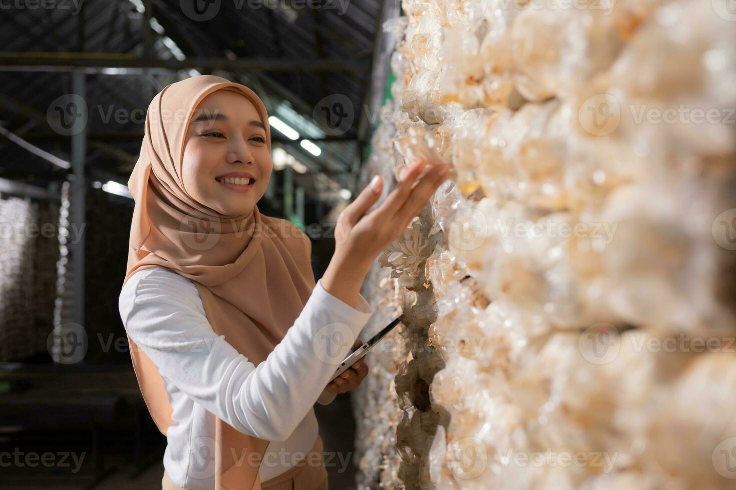 Young asian muslim female scientist research work at mushroom factory, collecting mature mushrooms in mushroom house for laboratory experiments. photo