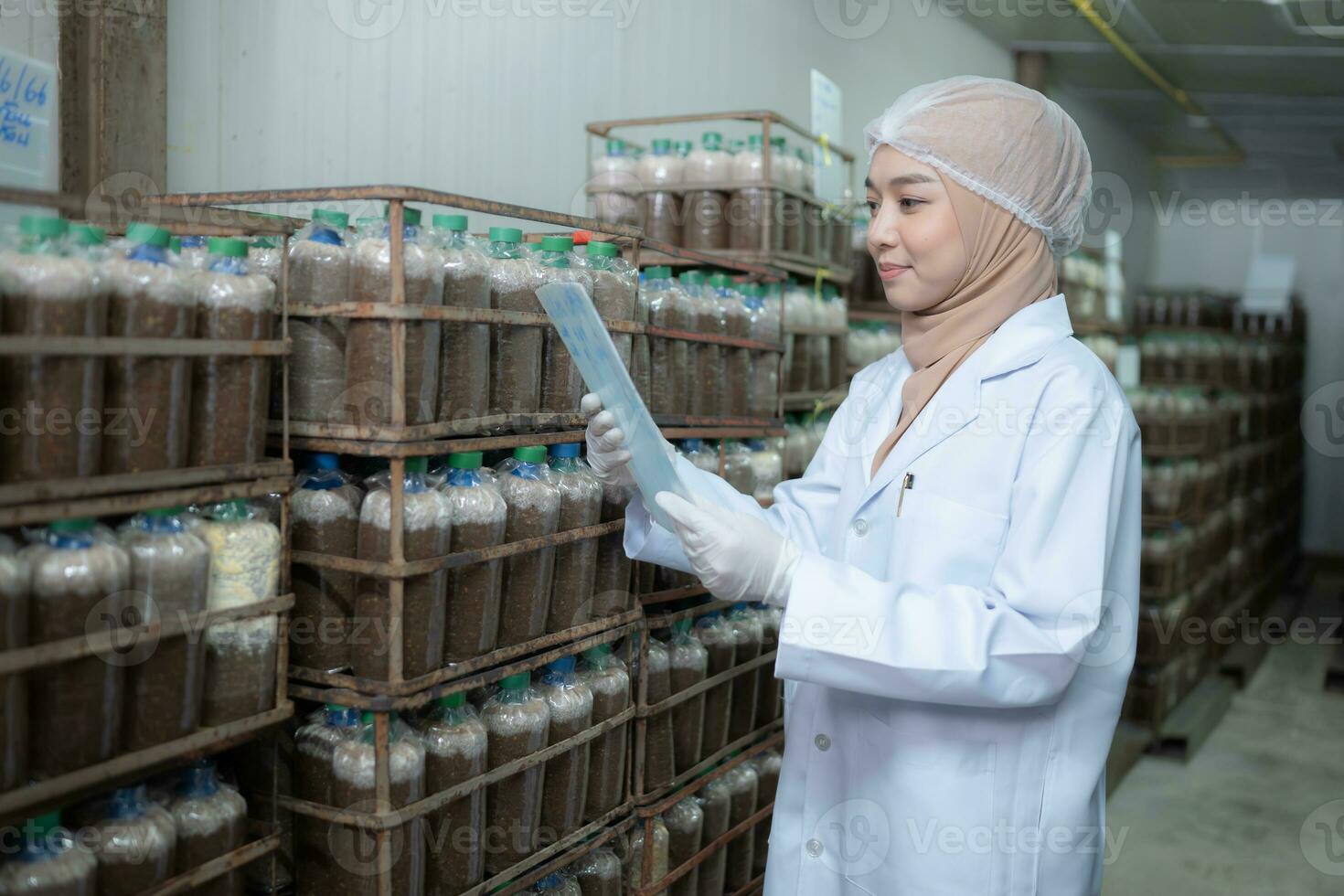 Young asian muslim female scientist doing research at a mushroom factory, examining mushroom leavening agent in a sterile and temperature-controlled room. photo