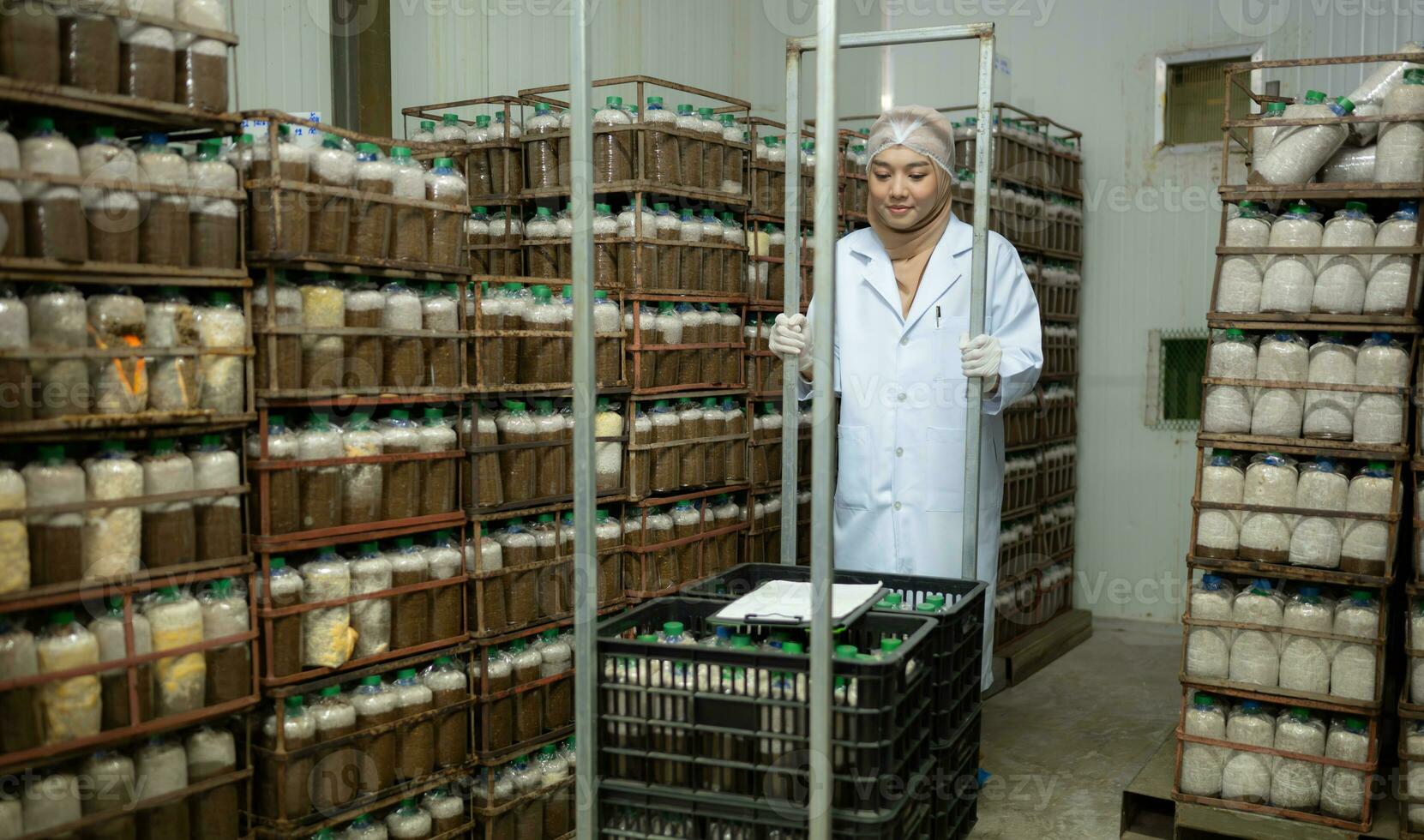 Young asian muslim female scientist doing research at a mushroom factory, examining mushroom leavening agent in a sterile and temperature-controlled room. photo