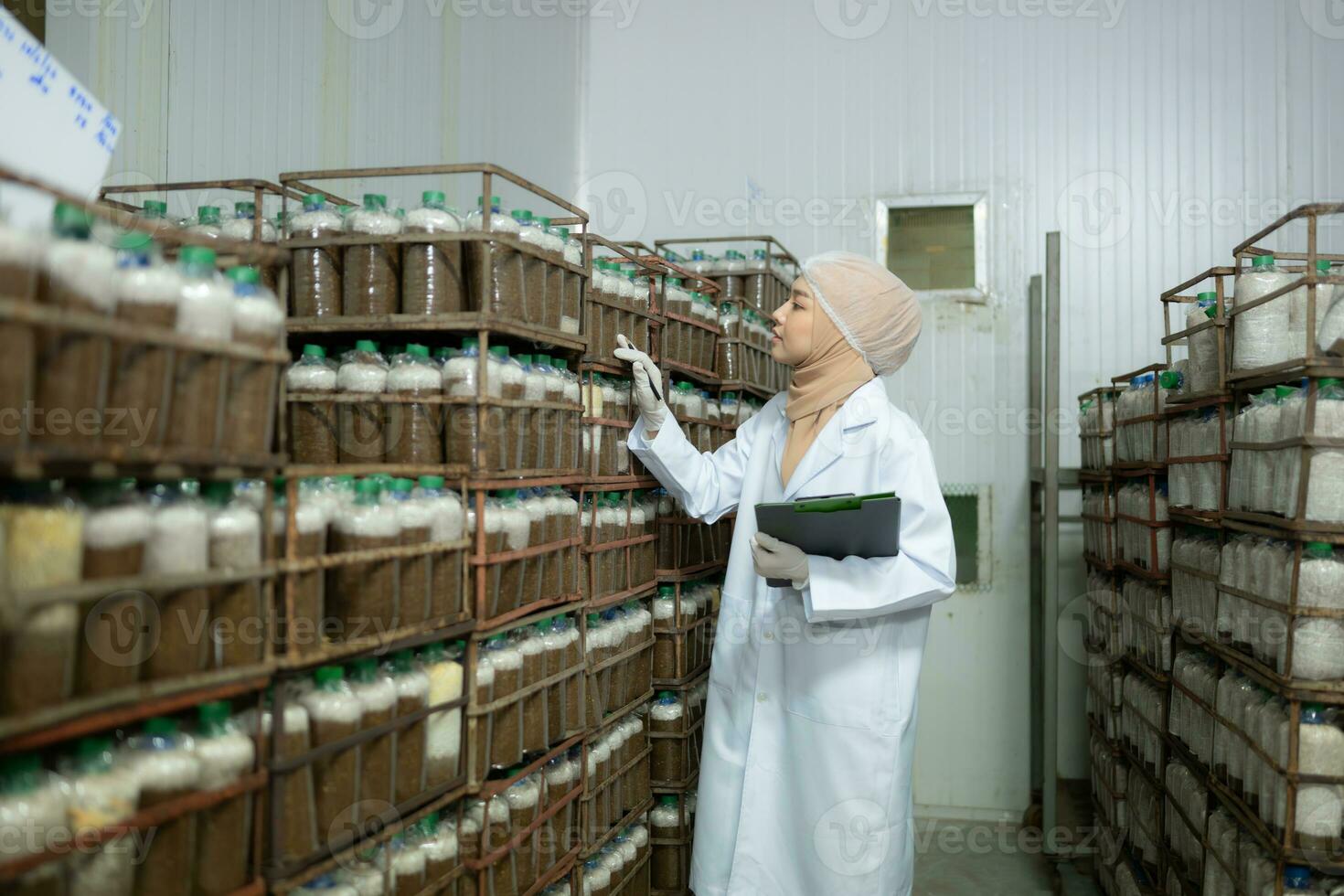Young asian muslim female scientist doing research at a mushroom factory, examining mushroom leavening agent in a sterile and temperature-controlled room. photo
