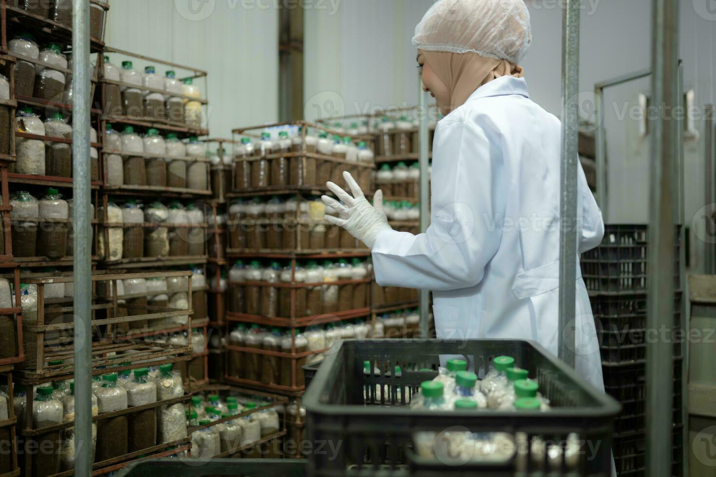 Young asian muslim female scientist doing research at a mushroom factory, investigating the growth of fungi in mushroom lumps. in a sterile and temperature-controlled room photo