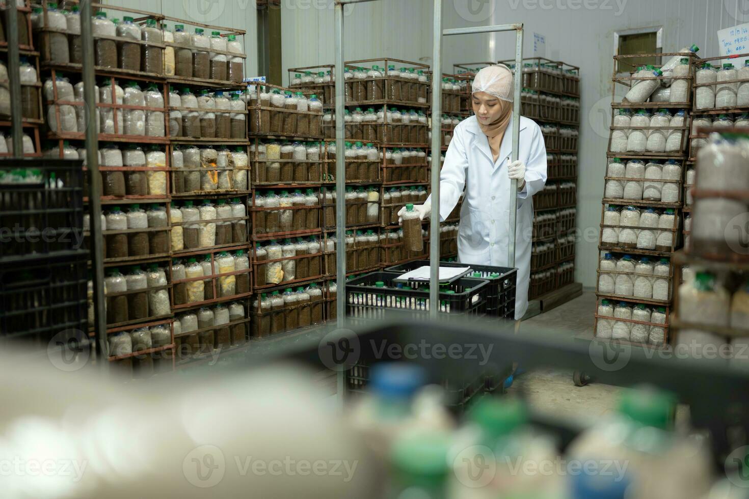 Young asian muslim female scientist doing research at a mushroom factory, examining mushroom leavening agent in a sterile and temperature-controlled room. photo