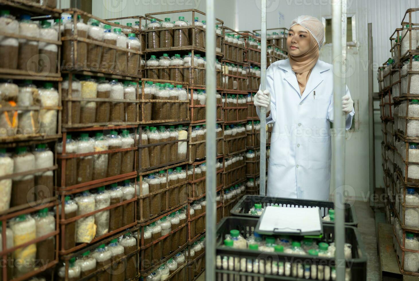 Young asian muslim female scientist doing research at a mushroom factory, examining mushroom leavening agent in a sterile and temperature-controlled room. photo