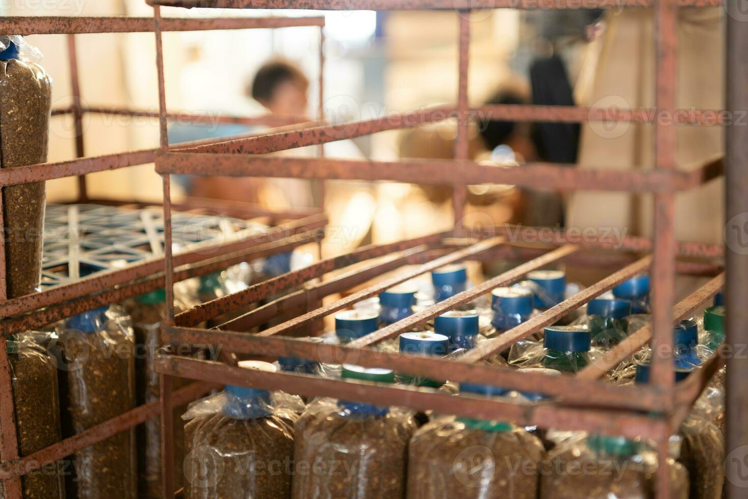 The mushroom lumps in the baskets are packed in bags ready to be filled with leavening agent and taken to the growing house. photo