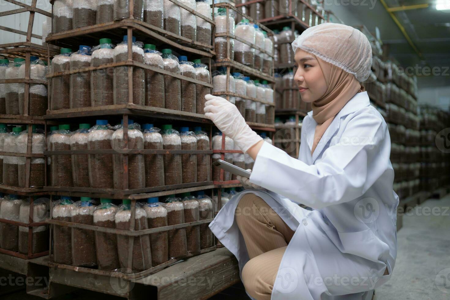 Young asian muslim female scientist doing research at a mushroom factory, investigating the growth of fungi in mushroom lumps. in a sterile and temperature-controlled room photo