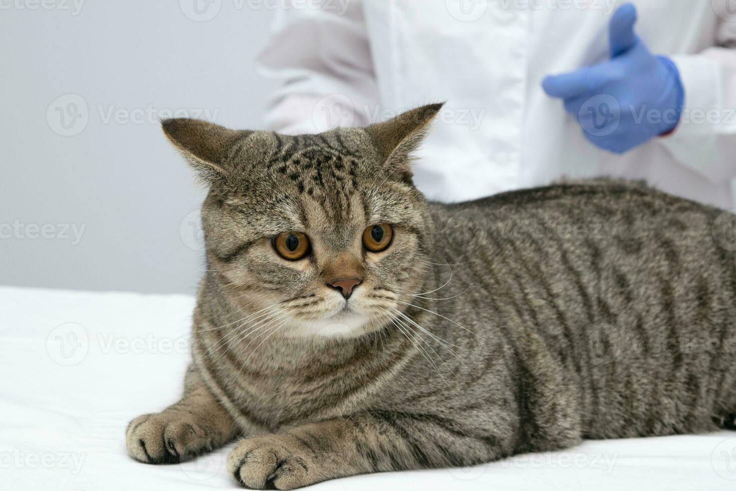Portrait of a beautiful scottish tabby cat. Veterinary medicine. photo