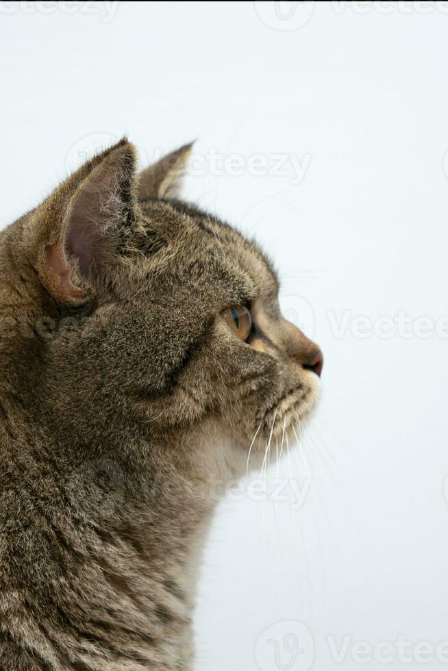 funny beautiful scottish cat close-up portrait looking at camera on grey background photo