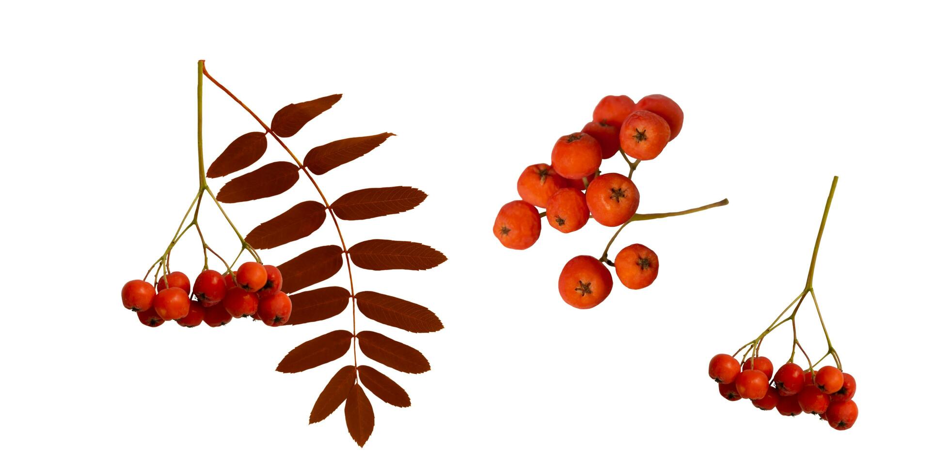 Autumn branch of red rowan berry with red rowan leaves set isolated on white background photo