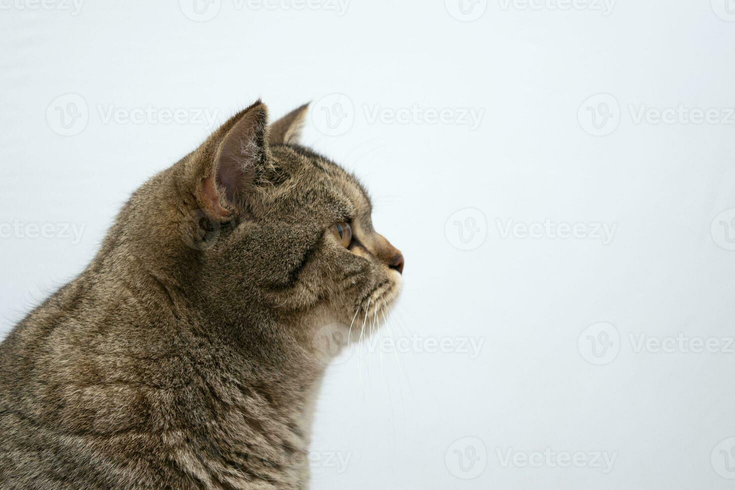 gracioso hermosa escocés gato de cerca retrato mirando a cámara en gris antecedentes foto