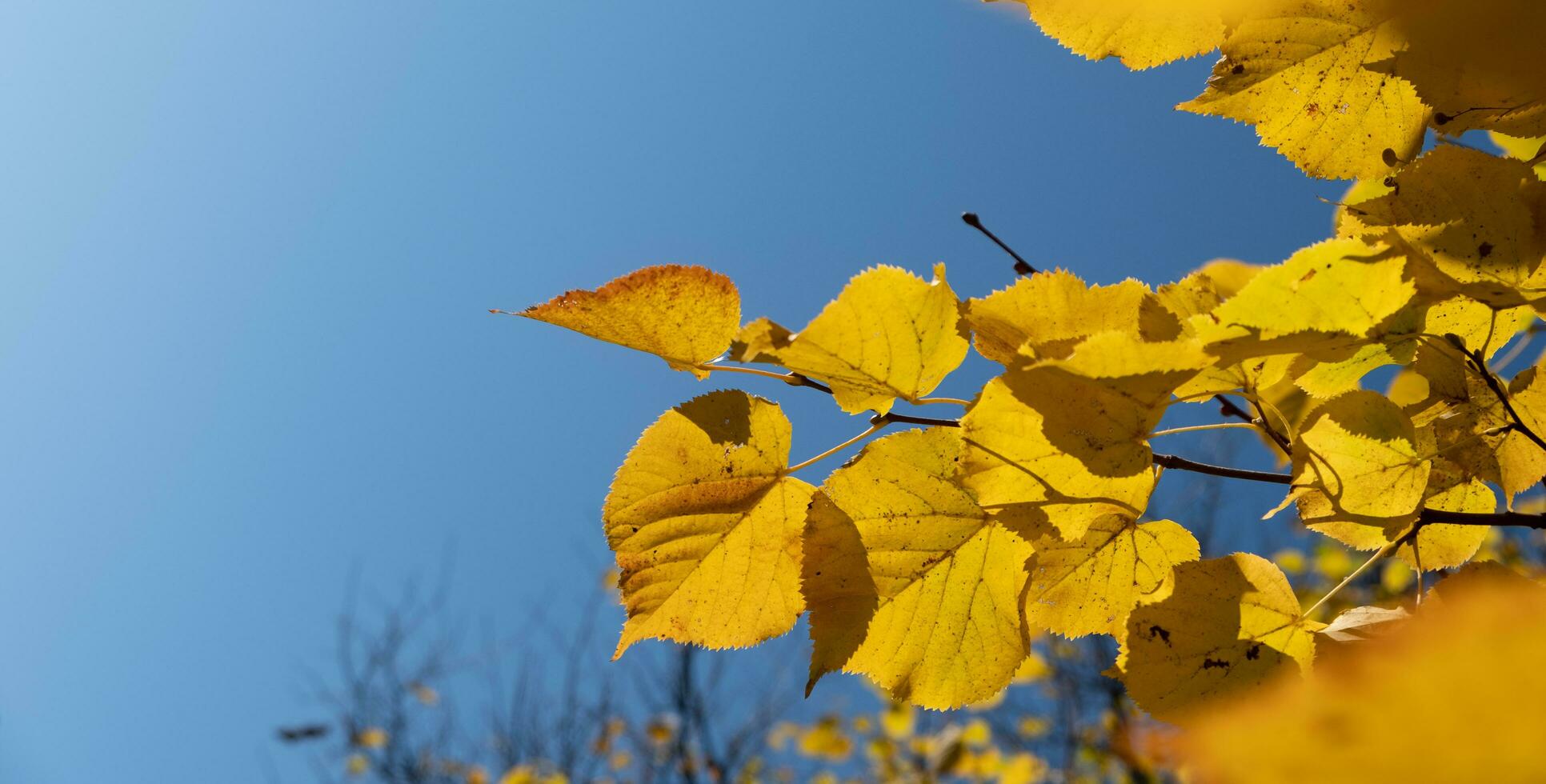 Orange yellow autumn leaves on sky background. Fall season, october, november time photo