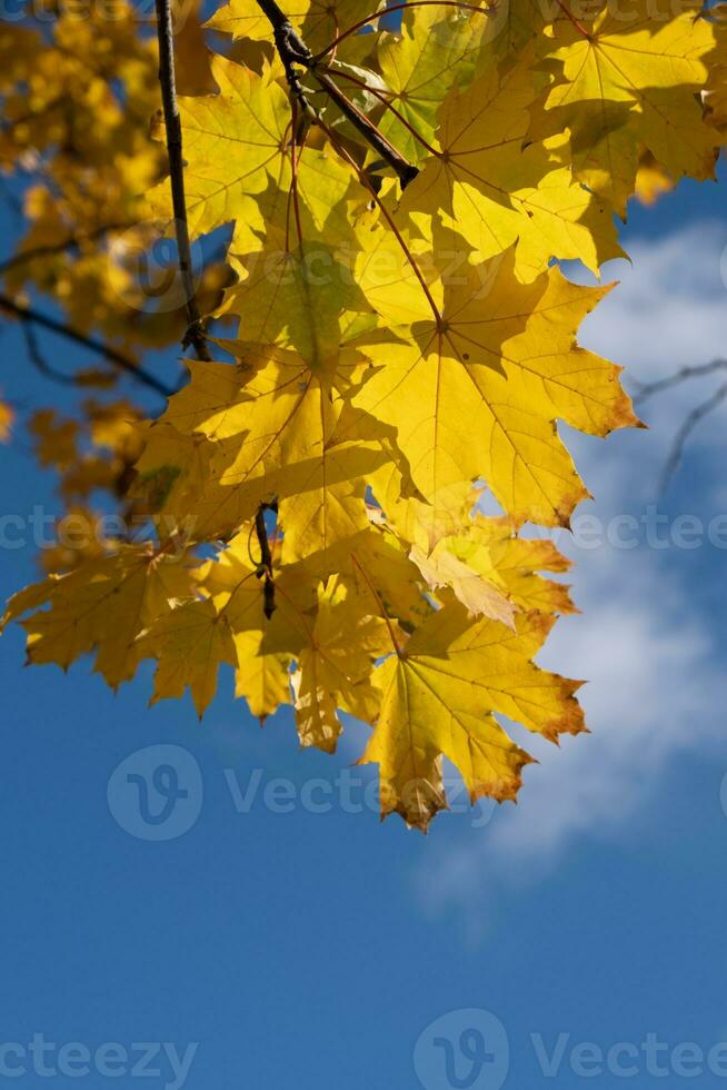 Orange yellow autumn leaves on sky background. Fall season, october, november time photo
