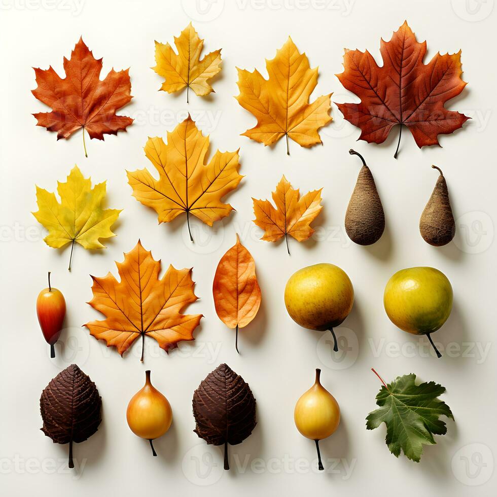A group of autumn leaves arranged on a white background. The leaves are a variety of colors photo