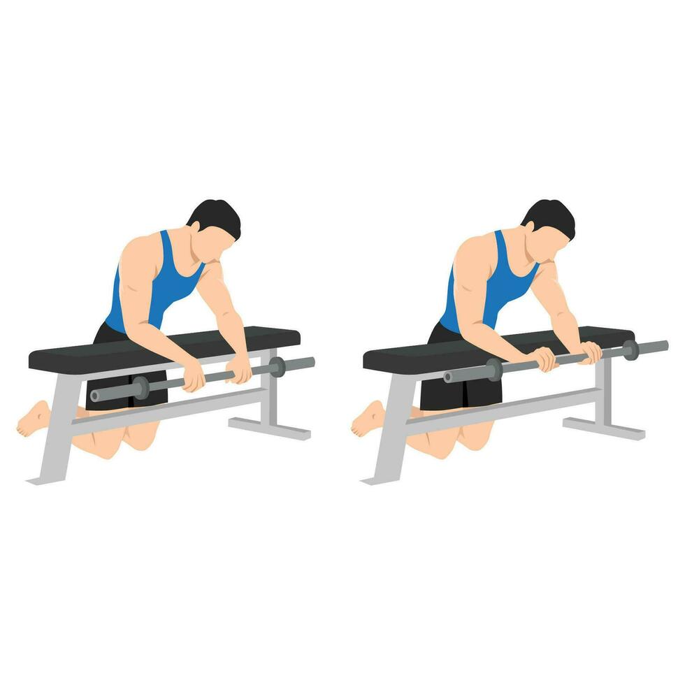 Man doing barbell reverse wrist curl on a bench exercise. Forearm exercise. vector