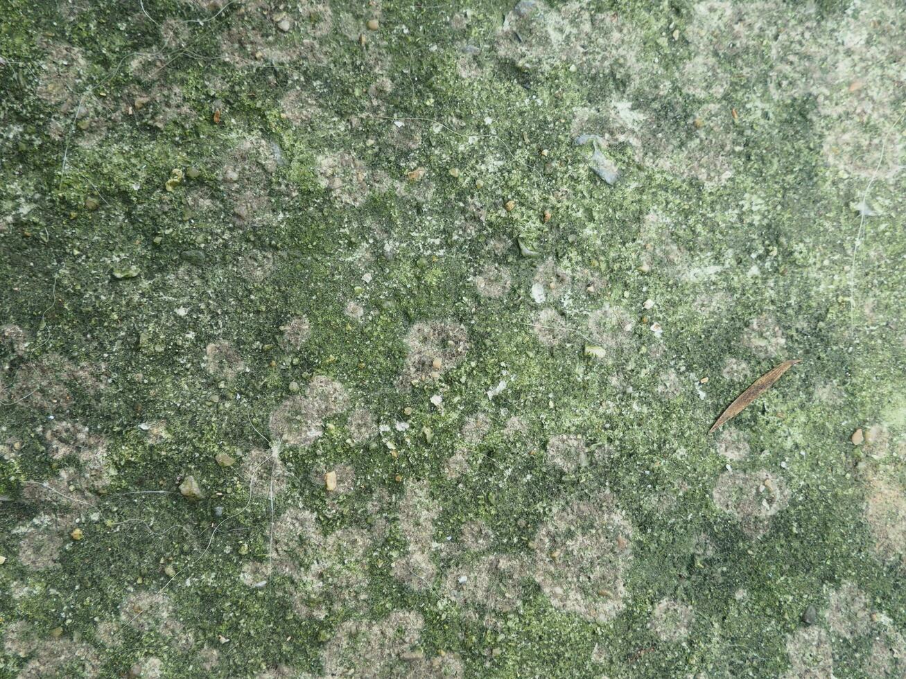 Plaster texture with moss growing for patterns and backgrounds, vector illustration photo