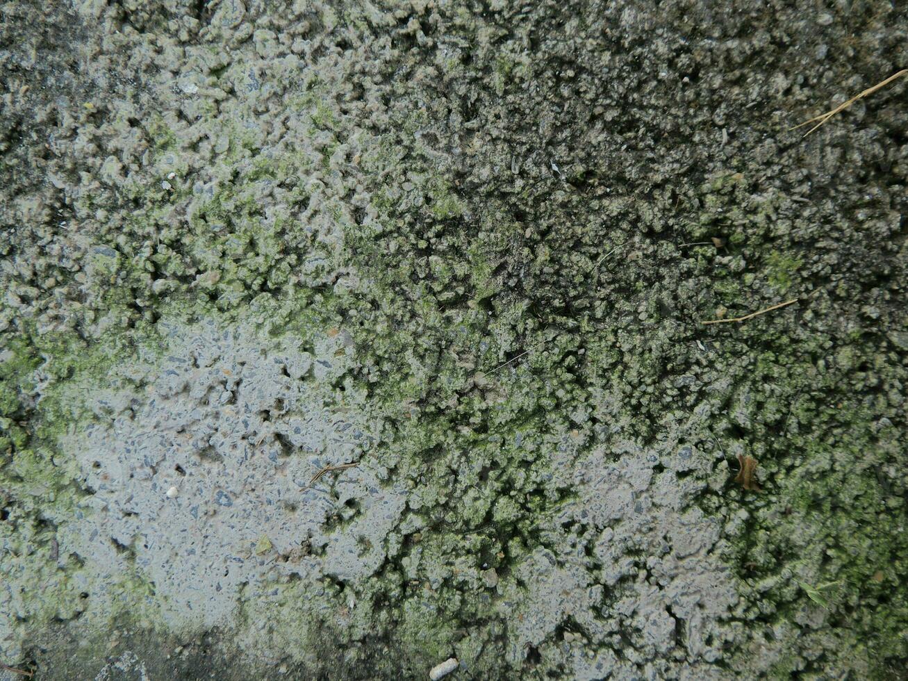 Plaster texture with moss growing for patterns and backgrounds, vector illustration photo