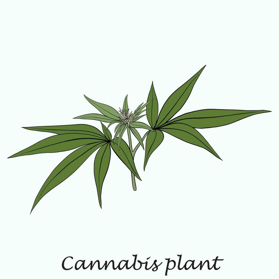 Simplicity cannabis plant freehand drawing flat design. vector