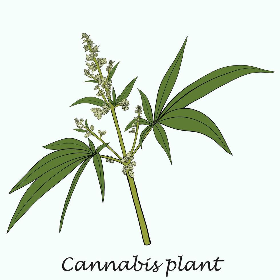 Simplicity cannabis plant freehand drawing flat design. vector