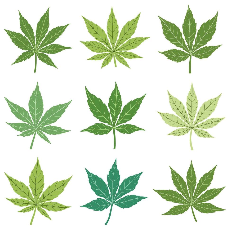 simplicidad hoja de cannabis dibujo a mano alzada colección de diseño plano. vector