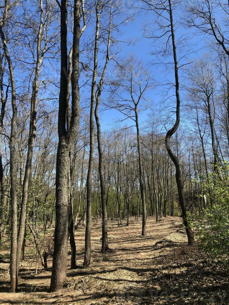 tree trunks without leaves, early spring, sunny day, blue sky, forest landscape photo