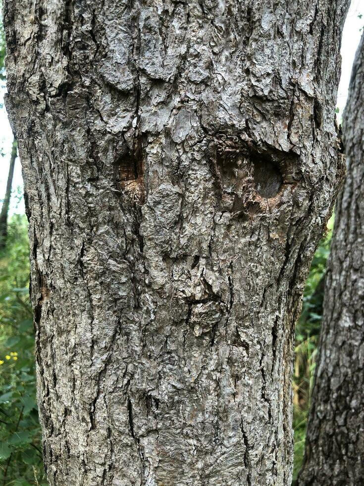 tree bark, texture resembles a face with eyes and nose, abstract background photo