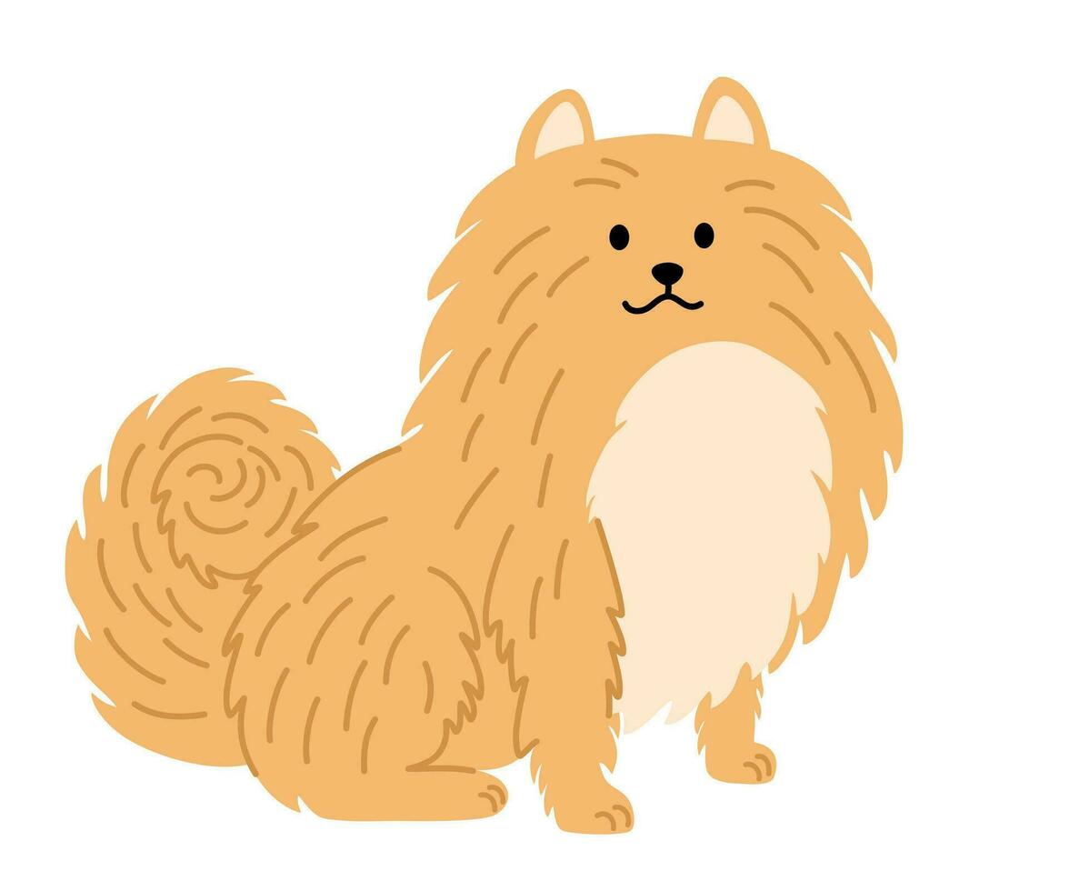 Pomeranian German spitz dog. Dog. Pets, animals, canine theme design element in contemporary simple flat style. Vector cartoon Illustration isolated on the white background.