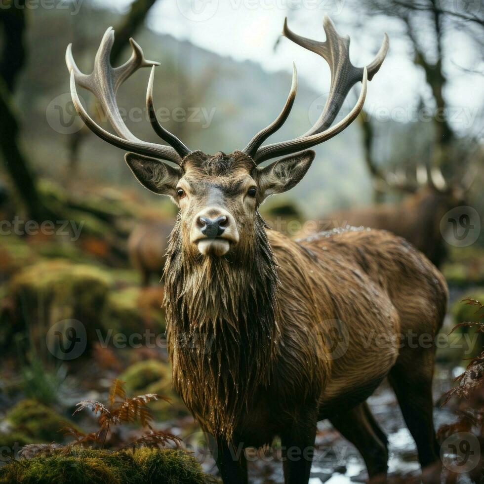 Beautiful red deer stag in the forest. Wildlife scene from nature photo