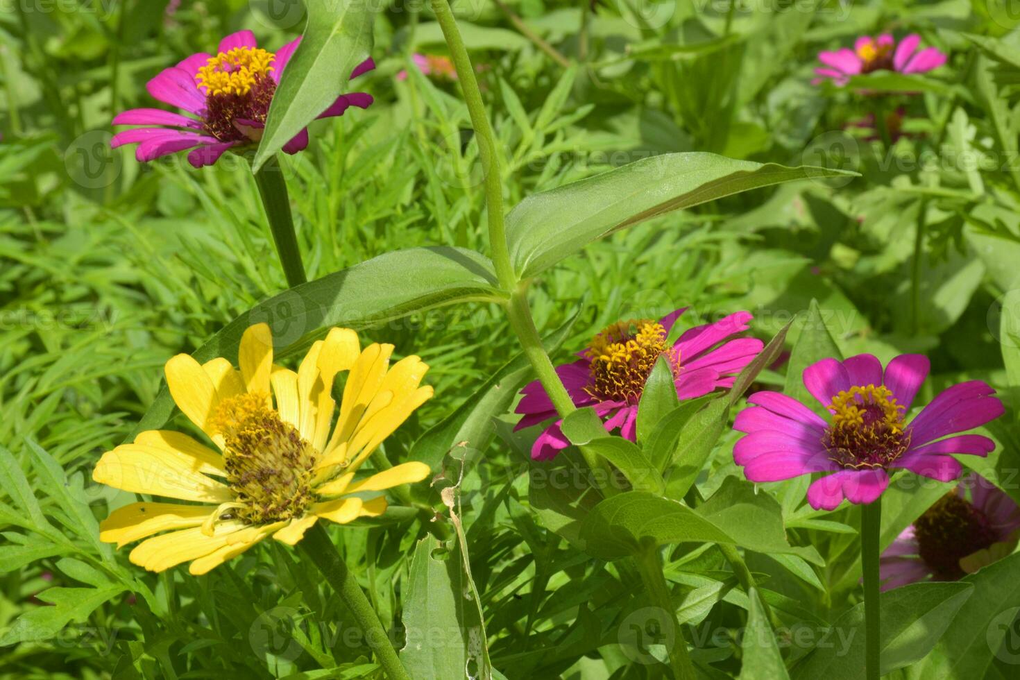 Zinnia flowers blooming in the park, Bangkok, Thailand photo