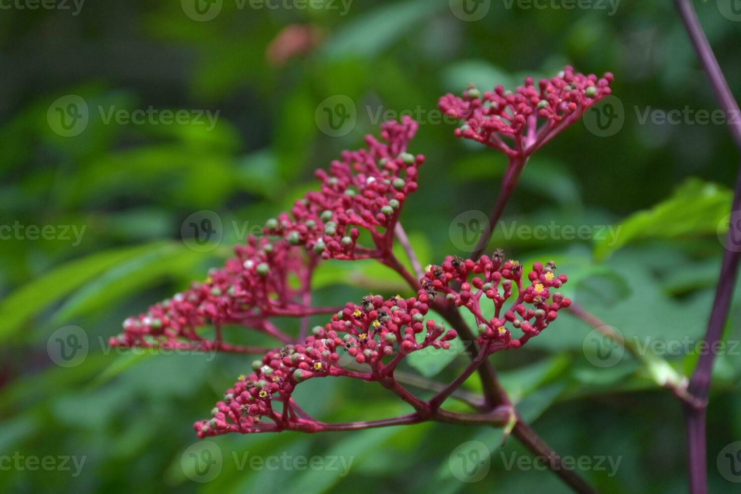 Red needle flower, small petals in the garden, Bangkok, Thailand photo