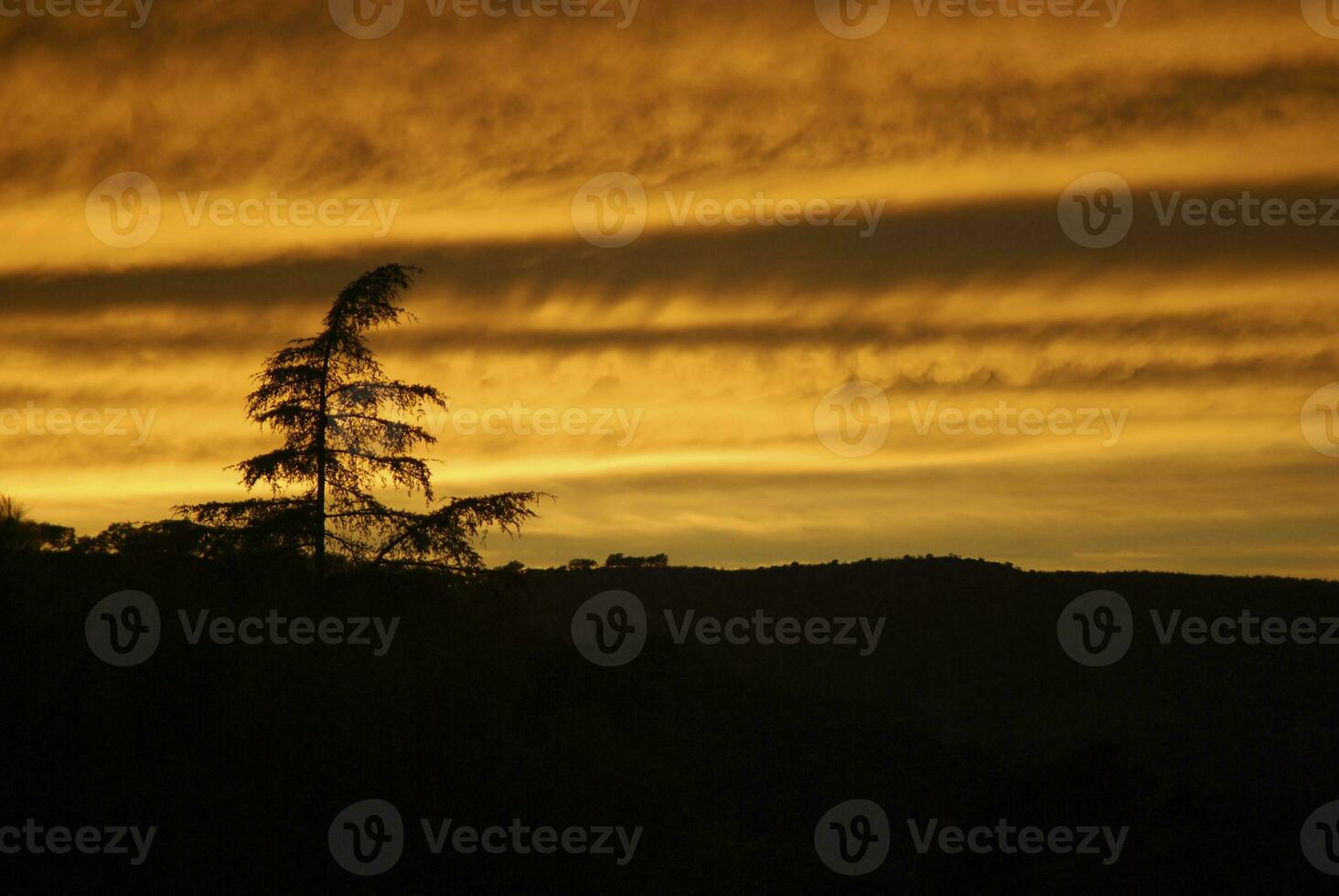 Golden Hour Solitude. Tree Silhouette against Sunset Sky with Clouds photo
