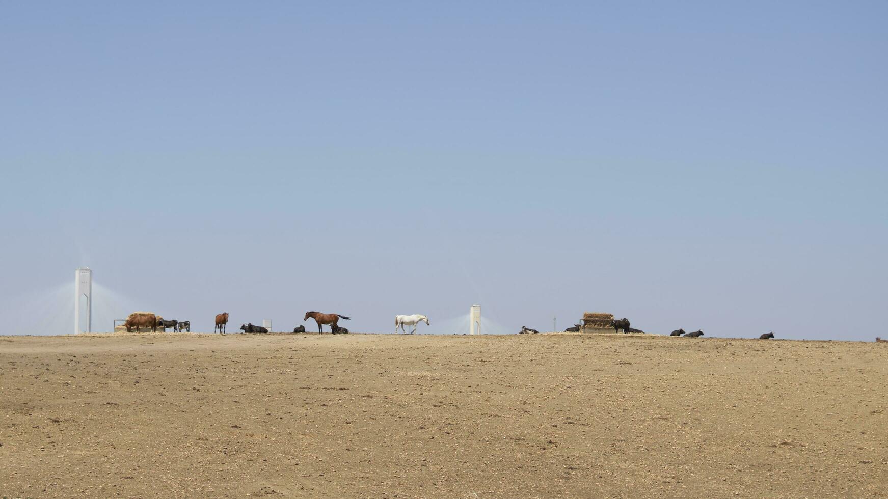 A meeting full of contrasts. Andalusian horses and bulls sunbathing with thermoelectric power plant towers in the background. photo