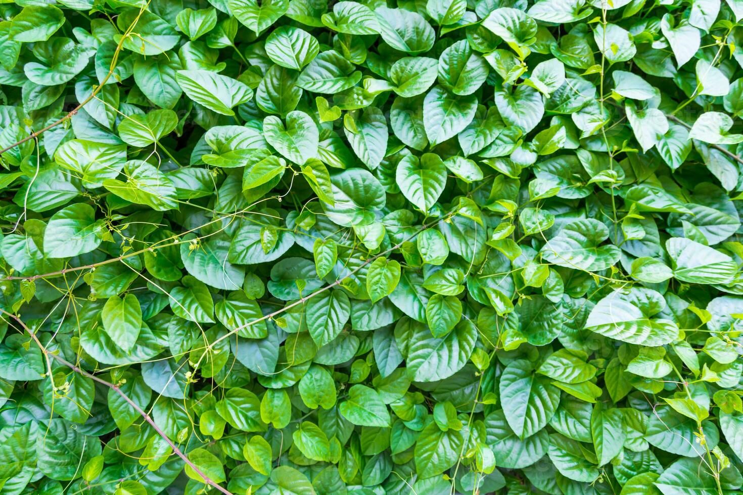 green leaf background photo