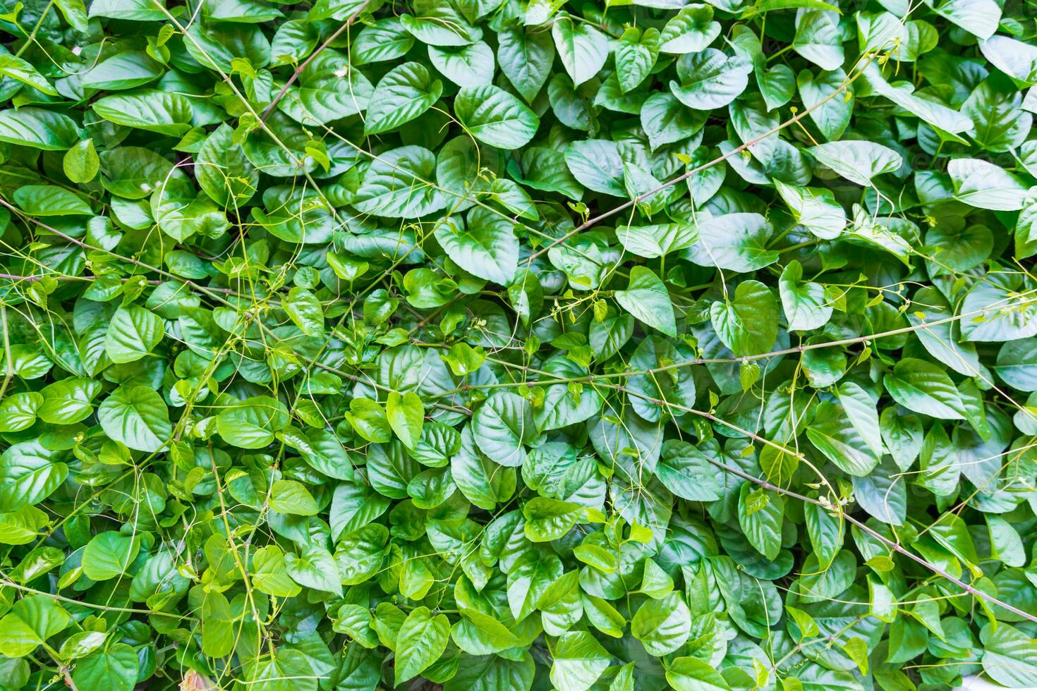 green leaf background photo