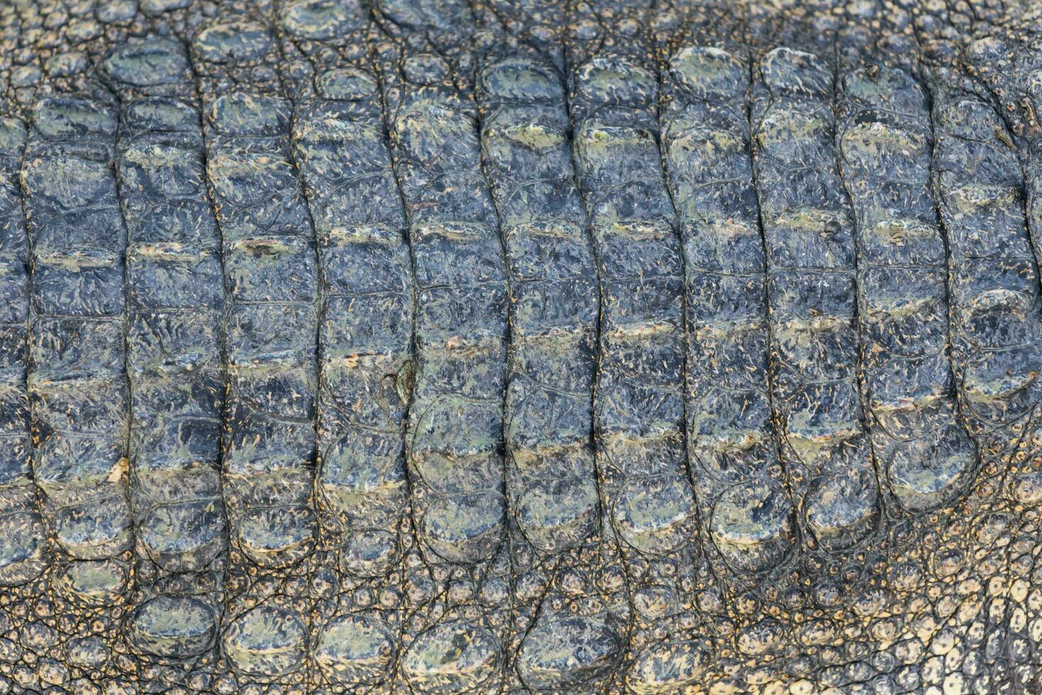 Crocodile skin texture background photo