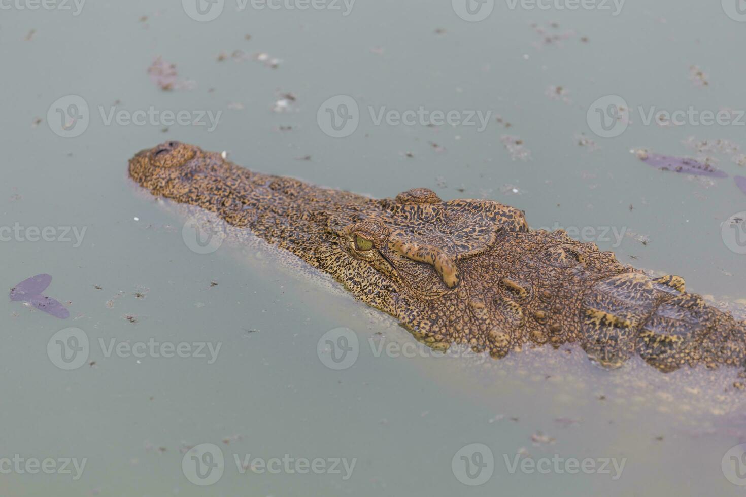 Head of crocodile photo