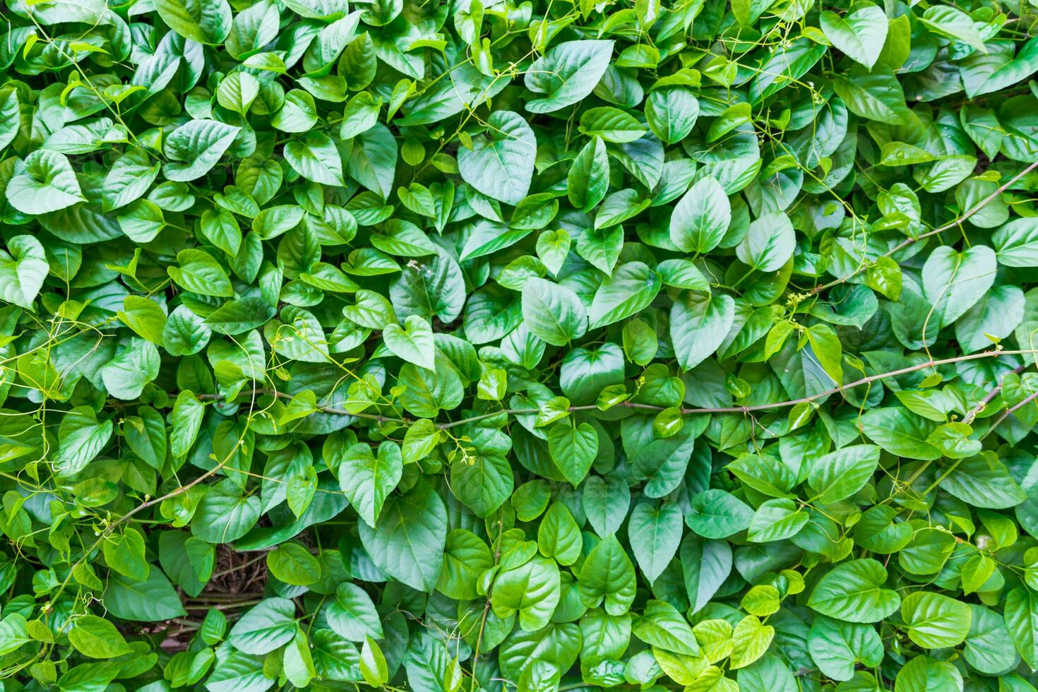 green leaf background photo