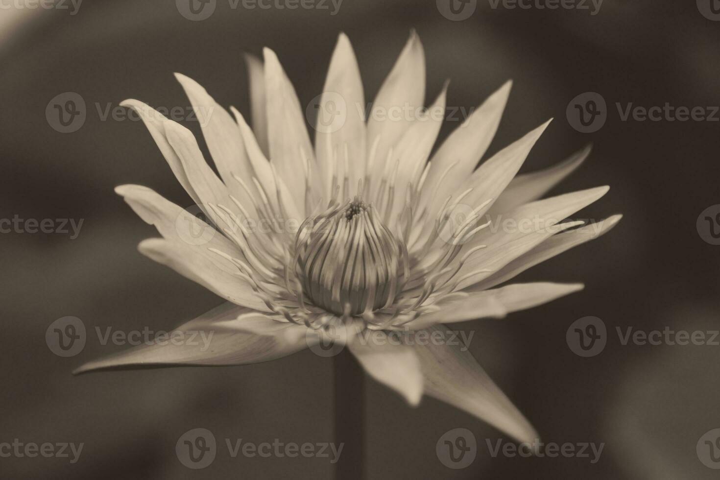 close up of Lotus Flower photo