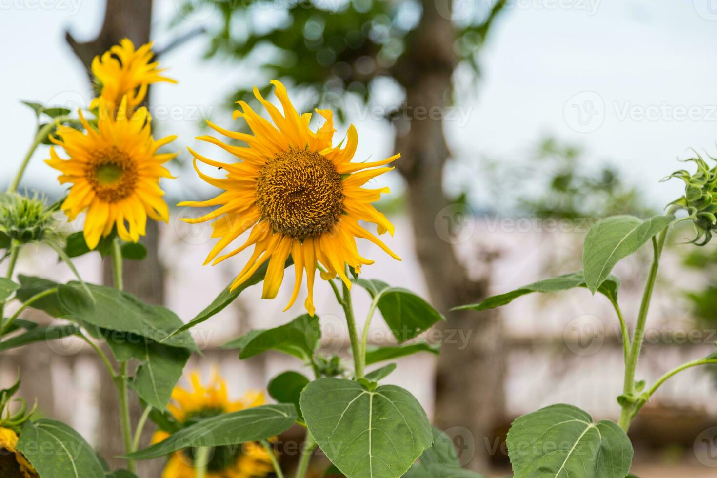 close up of sunflower photo