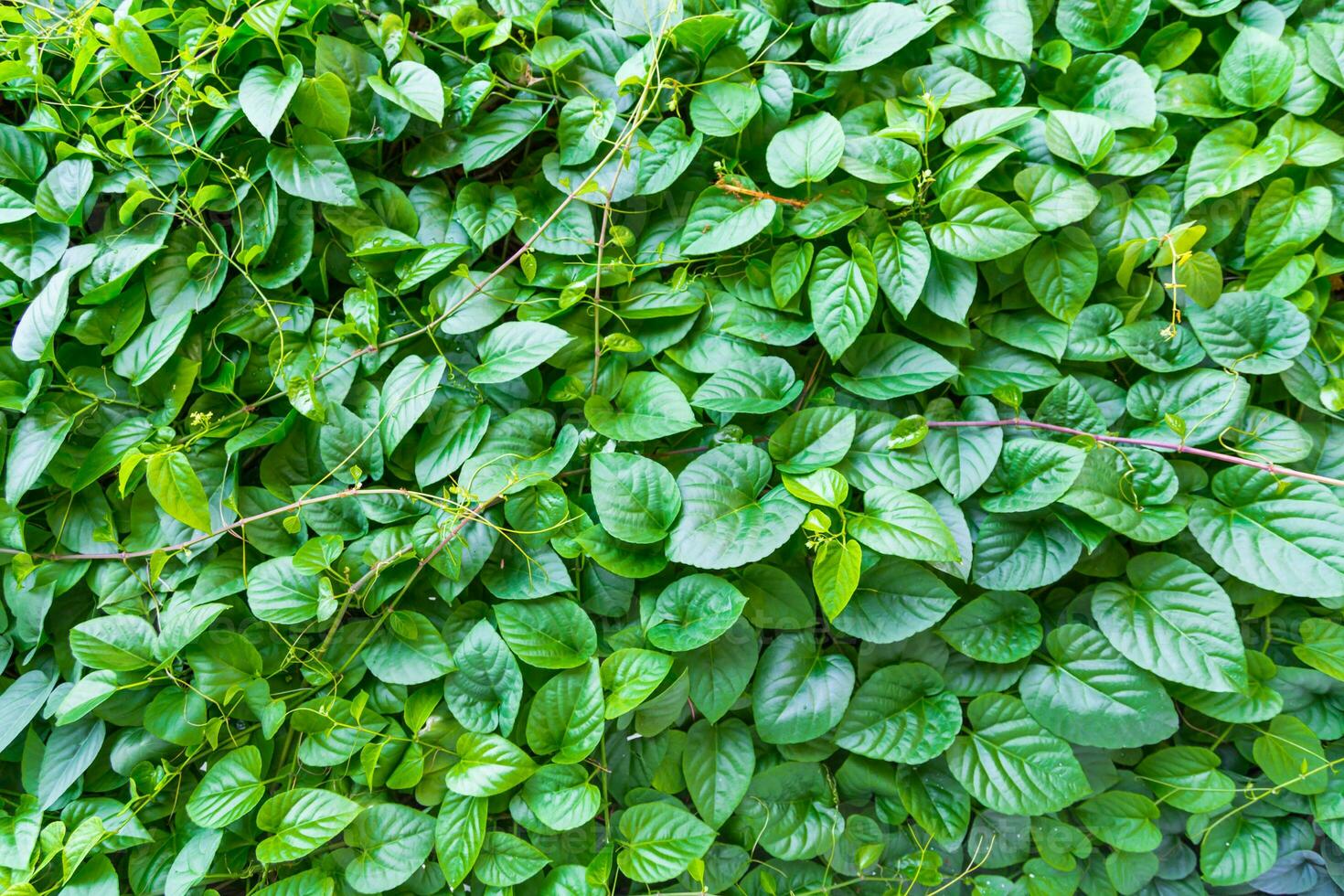 green leaf background photo