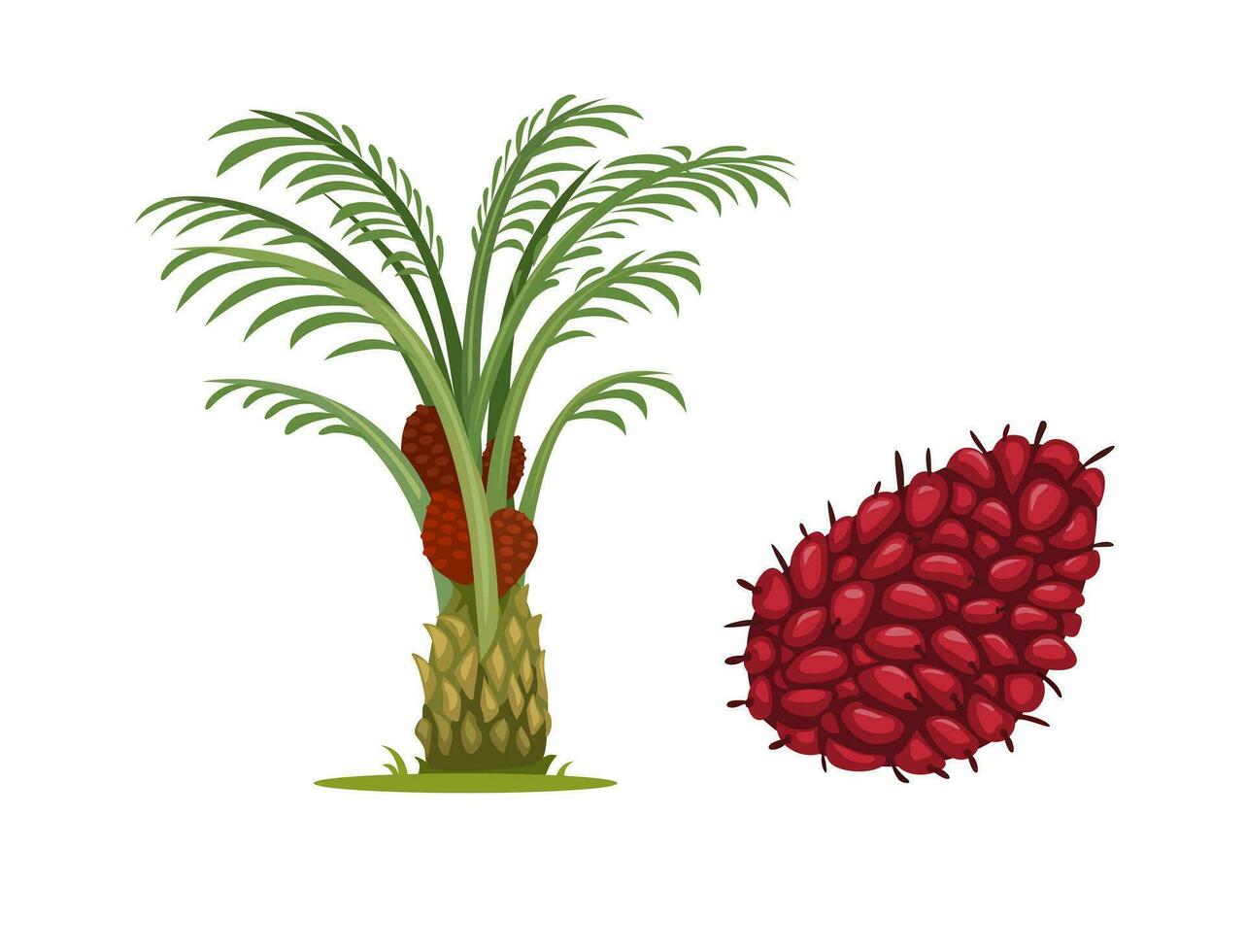 Palm Oil Tree And Fruit Object Set illustration Vector